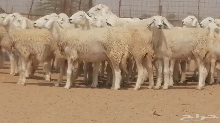 رخال حريات حرش صنف جنب دفيع مراح 140 بالفحل 7