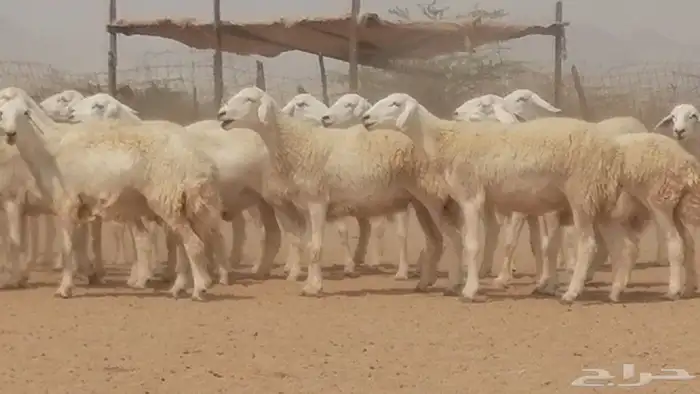 رخال حريات حرش صنف جنب دفيع مراح 140 بالفحل 13