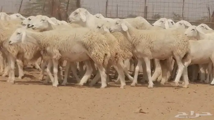 رخال حريات حرش صنف جنب دفيع مراح 140 بالفحل 9