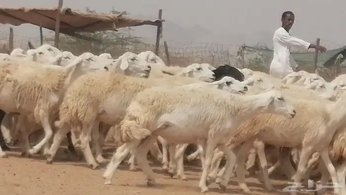 رخال حريات حرش صنف جنب دفيع مراح 140 بالفحل 21