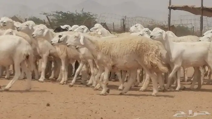 رخال حريات حرش صنف جنب دفيع مراح 140 بالفحل 1