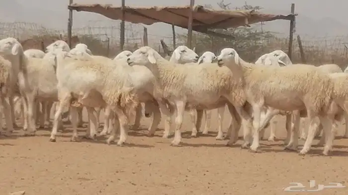 رخال حريات حرش صنف جنب دفيع مراح 140 بالفحل 16