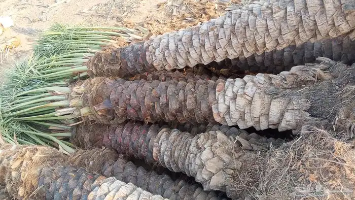 يوجد لدينا نخل للبيع بجميع انواعه ومقاساته نخل للبيع جده مكه 6