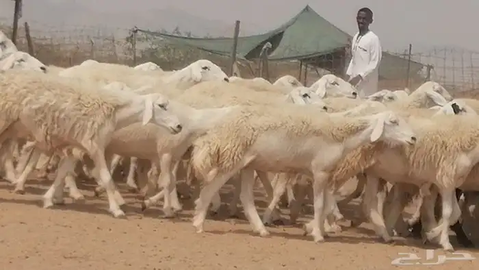رخال حريات حرش صنف جنب دفيع مراح 140 بالفحل 27
