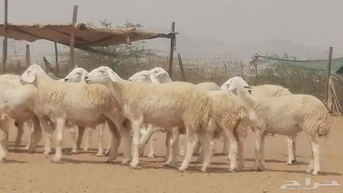رخال حريات حرش صنف جنب دفيع مراح 140 بالفحل 19