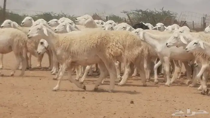 رخال حريات حرش صنف جنب دفيع مراح 140 بالفحل 8
