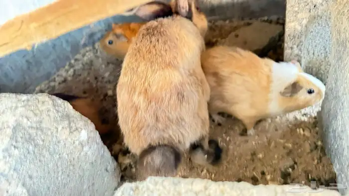 جنبيه مكعب نجراني وأرانب ووبران 10