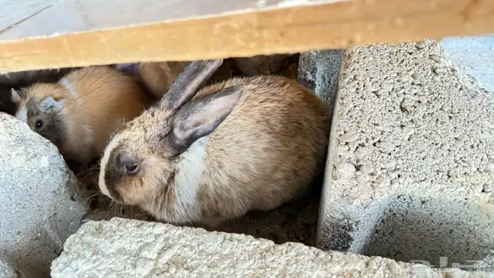 جنبيه مكعب نجراني وأرانب ووبران 11