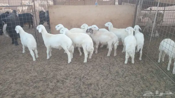 طليان بريه مراح 1