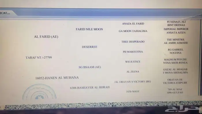 فرس عربية اصيله نسب ابطال ولقاح 2