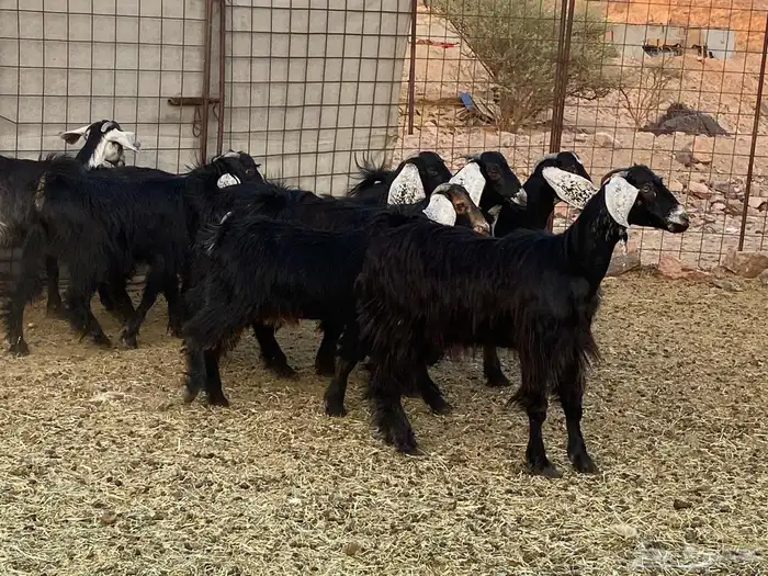 جفار طيبه 6