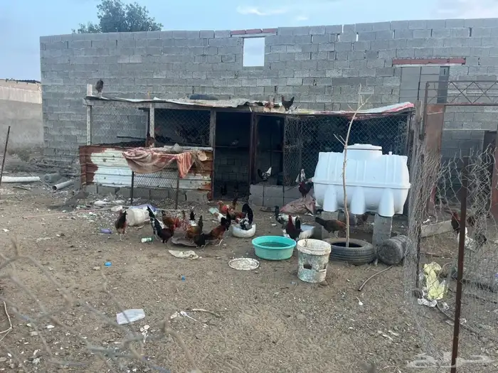 دجاج بلدي العمر من 7ايلا8شهور الصحه شرط 4