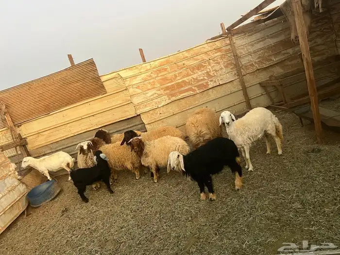 للبيع رخال نعيمي و2 خرفان نعيمي وحده رفيديه وحده رخل نجديه 1