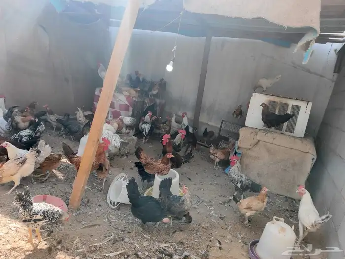 للبيع دجاج بلدي وجولد ألمينيوم وفيومي ذهبي 7