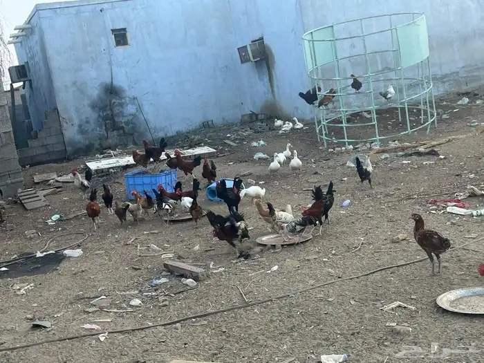 دجاج بلدي العمر من 7ايلا8شهور الصحه شرط 5