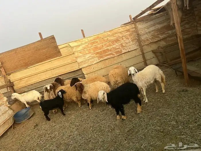 للبيع رخال نعيمي و2 خرفان نعيمي وحده رفيديه وحده رخل نجديه 0
