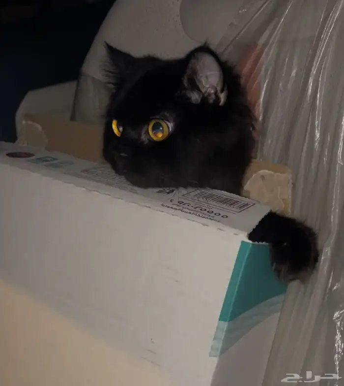 قطة للتبني العاجل 1