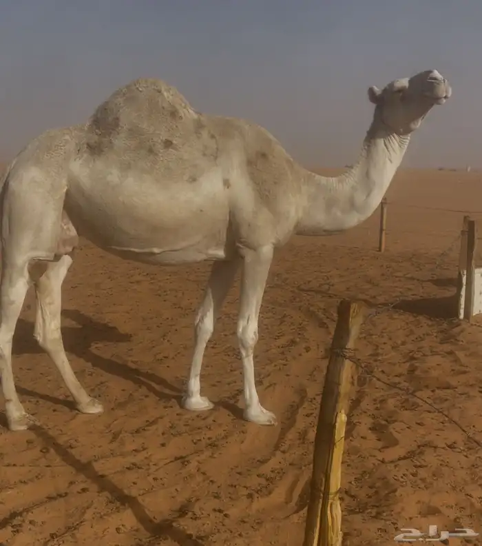 ناقه لقحه منيح وحليب 1