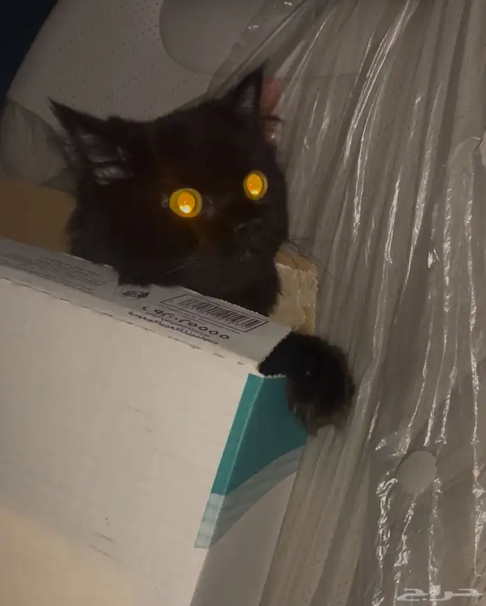 قطة للتبني العاجل 2