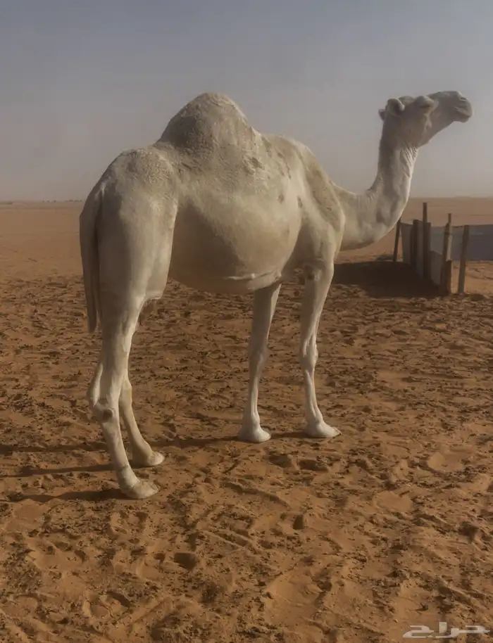 ناقه لقحه منيح وحليب 2