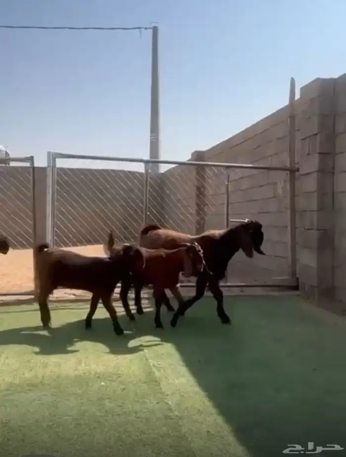 جفار قبرصيات بالتيس 0