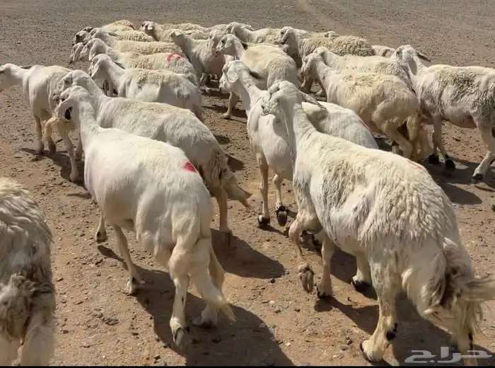 مراح حريات 2