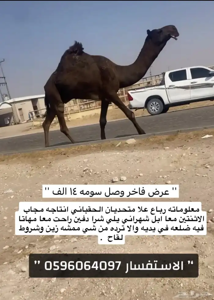 للبيع الفحل الطيب 0