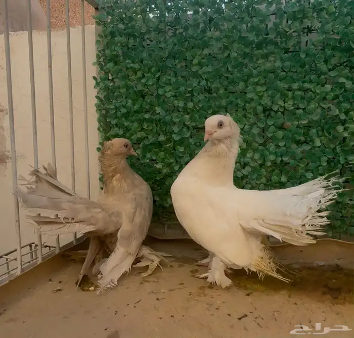 زوج كرنقو مميز جدا 0