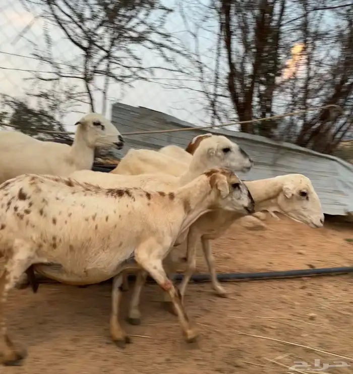ثلوث المنظر 0