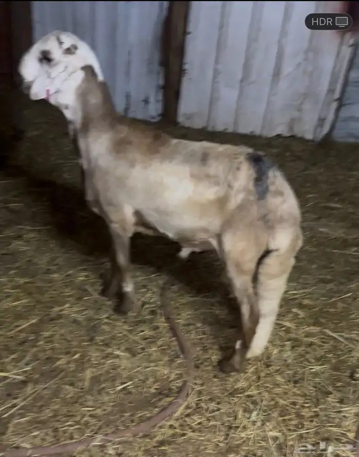 خروف سواكني 0