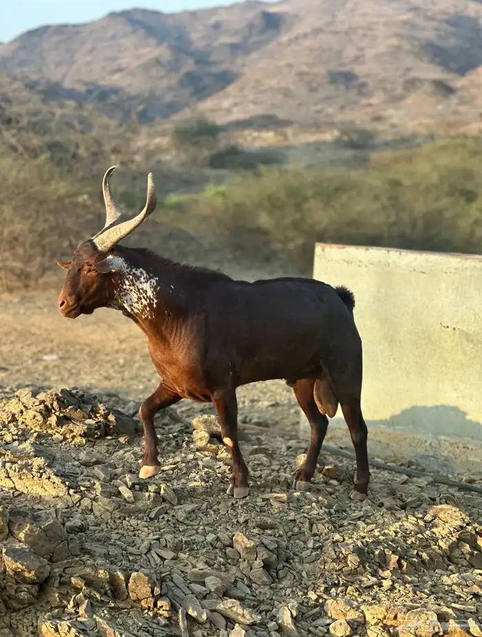 خروف وتيس ماشاء الله 1