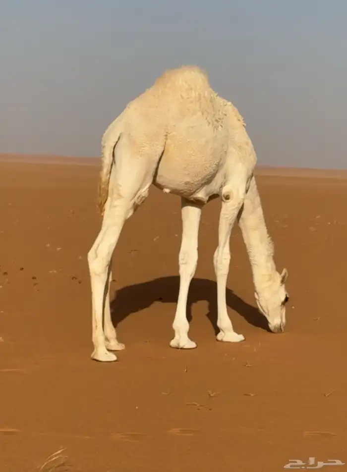 قعود لباني للبيع  شمال رماح 0