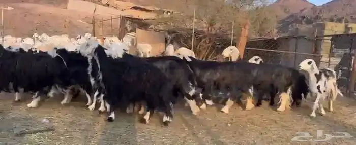 نجد فاخره وعدد قليل 6