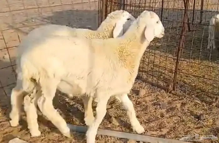 طليان للبيع 0