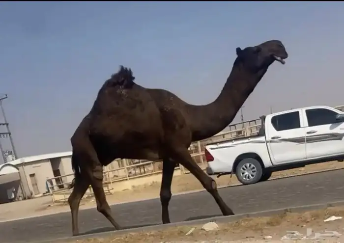 للبيع الفحل الطيب 1