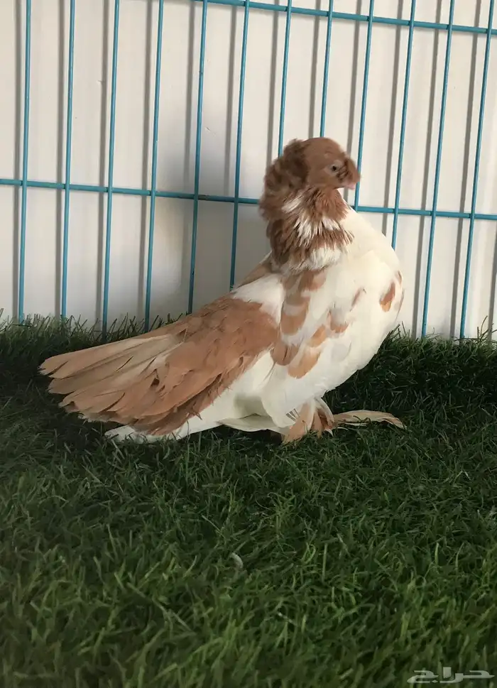 مجموعه حمام زينه 9