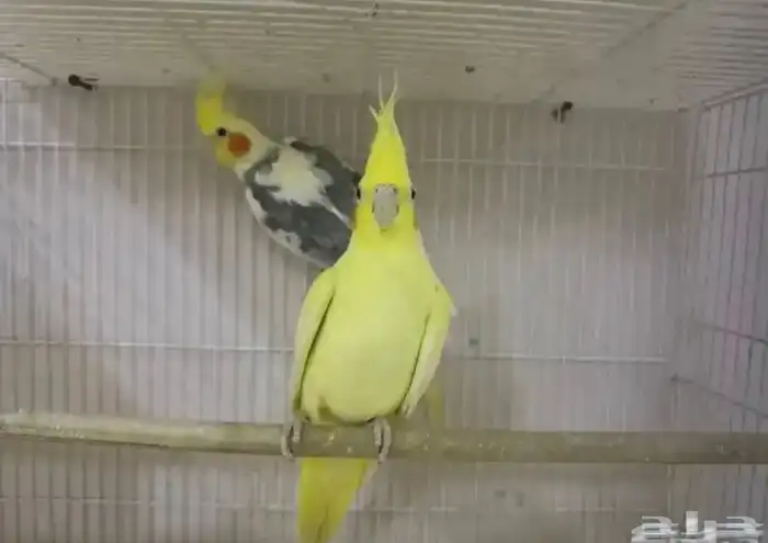 للبيع ازواج 3