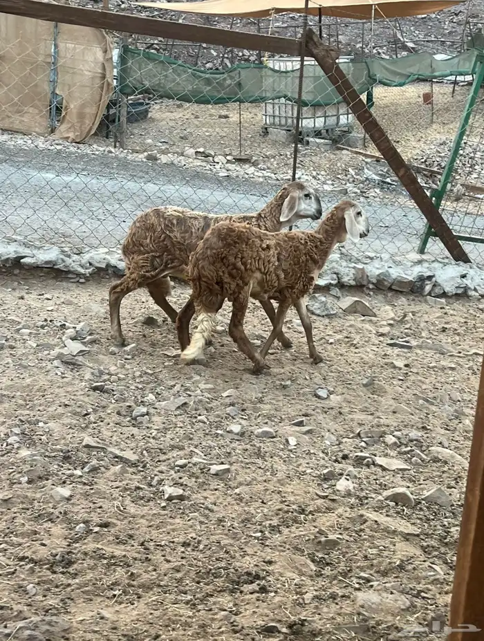 عرض وبيع رخال سواكني 1