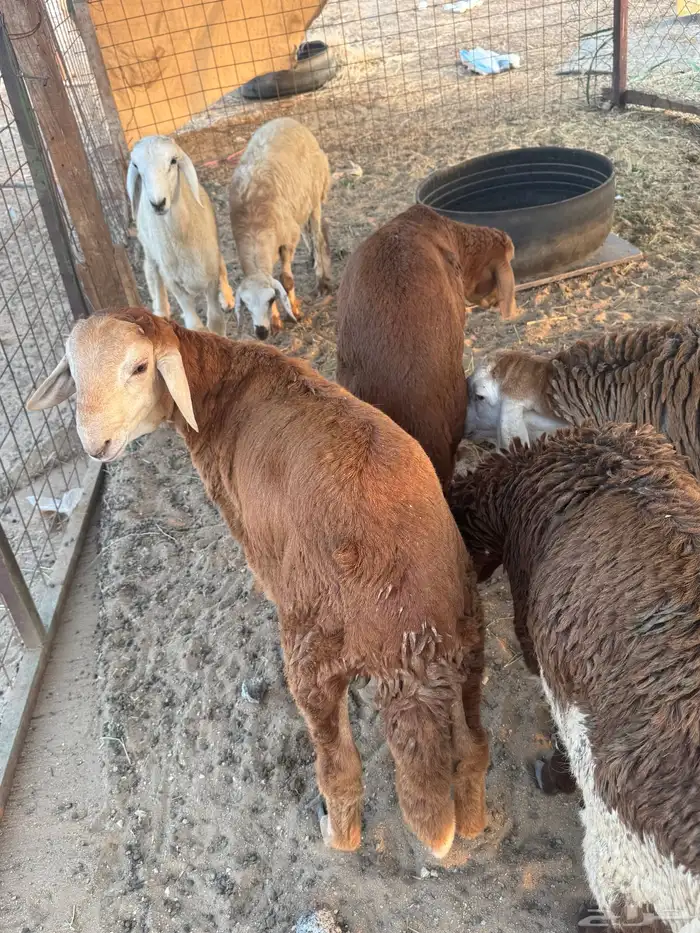 غنم سواكني للبيع اعمارها 6 شهور مقفله شحم ولحم تربيه 0