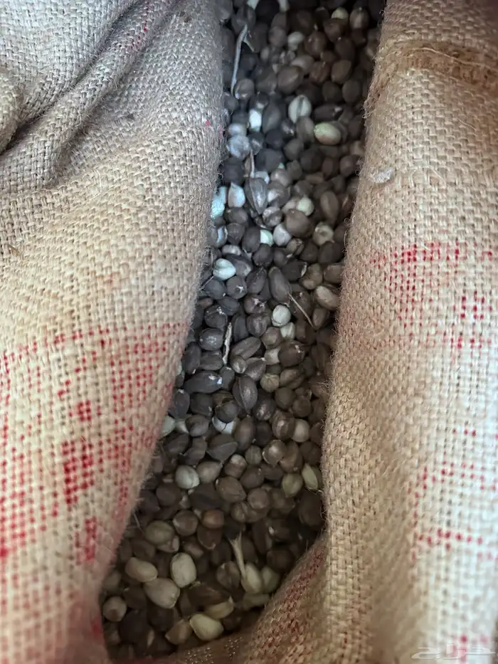 بذور البان العربي المورينجا بيريجرينا 0