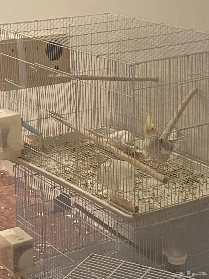 زوج كروان منتج نص ولافه 0