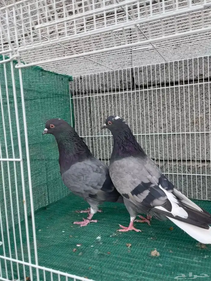 حمام قطيفي معقد 2