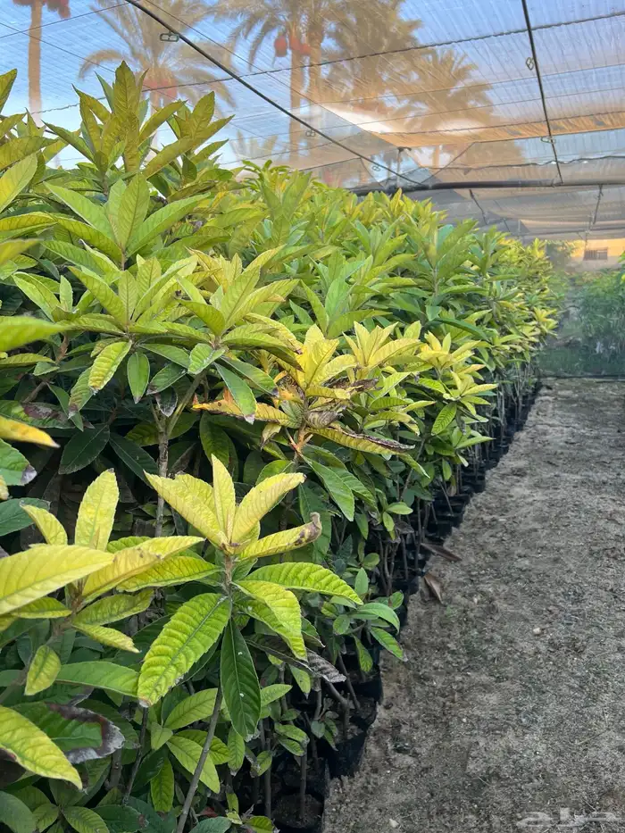 شتلات ونباتات زينه ومثمره 11