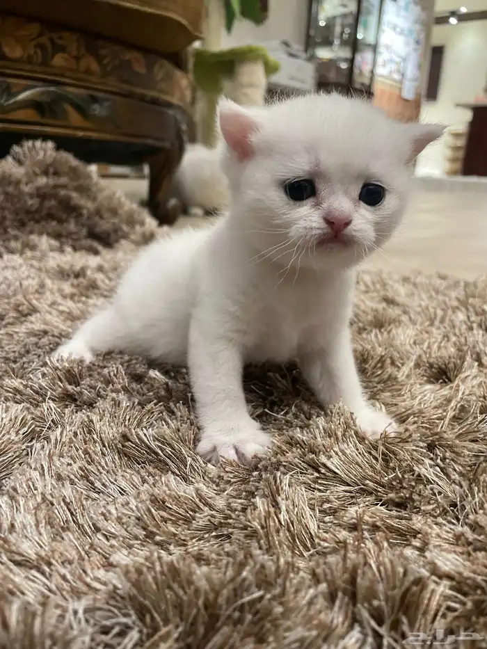 كيتن بيور بريتش 9