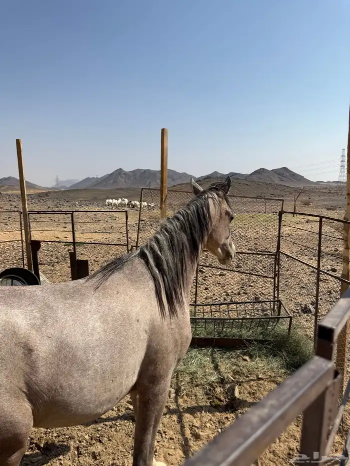 للبيع خيل شعبي 1