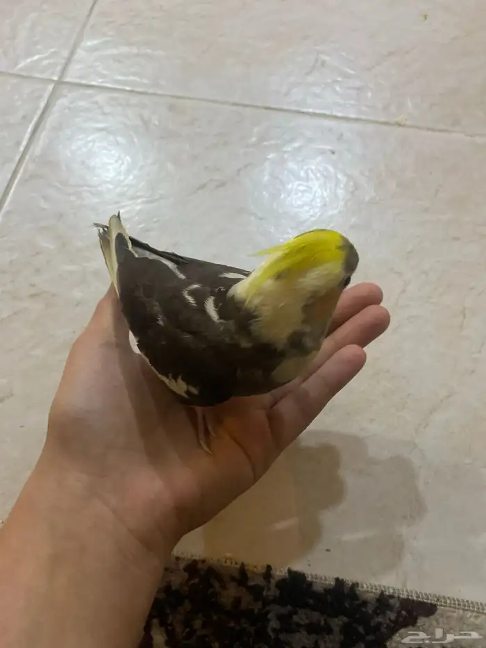 طير كروان 1