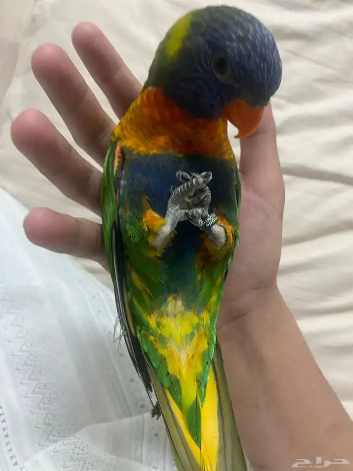 استقبل طيور لتبني 0