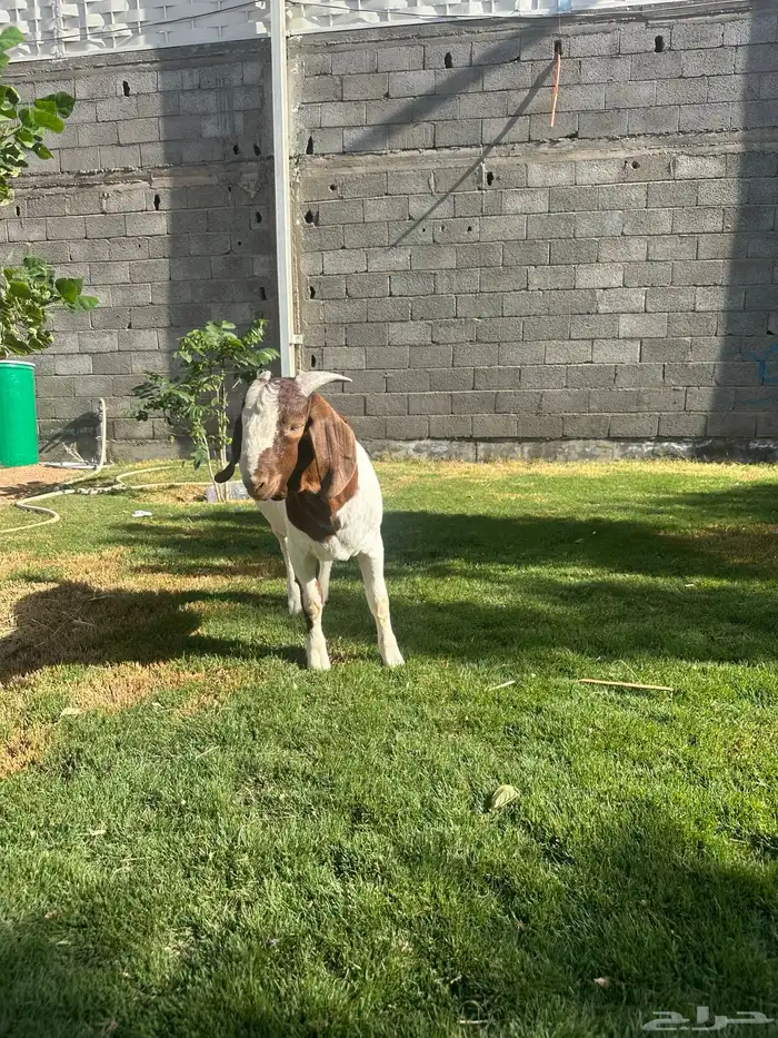 مشروع فحل بورقوت صافي 2