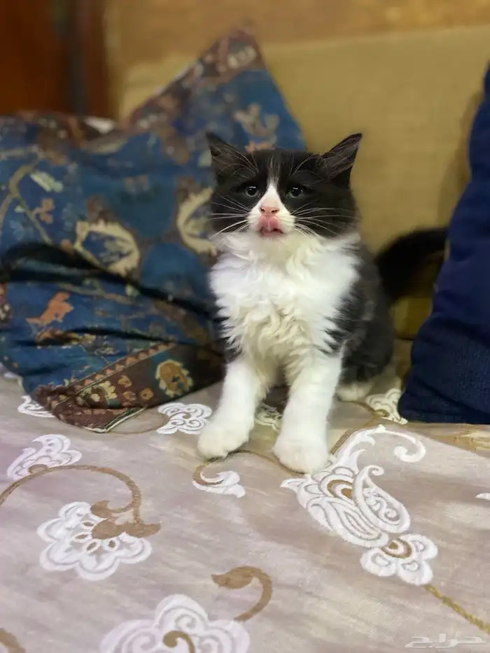 قط شيرازي 7