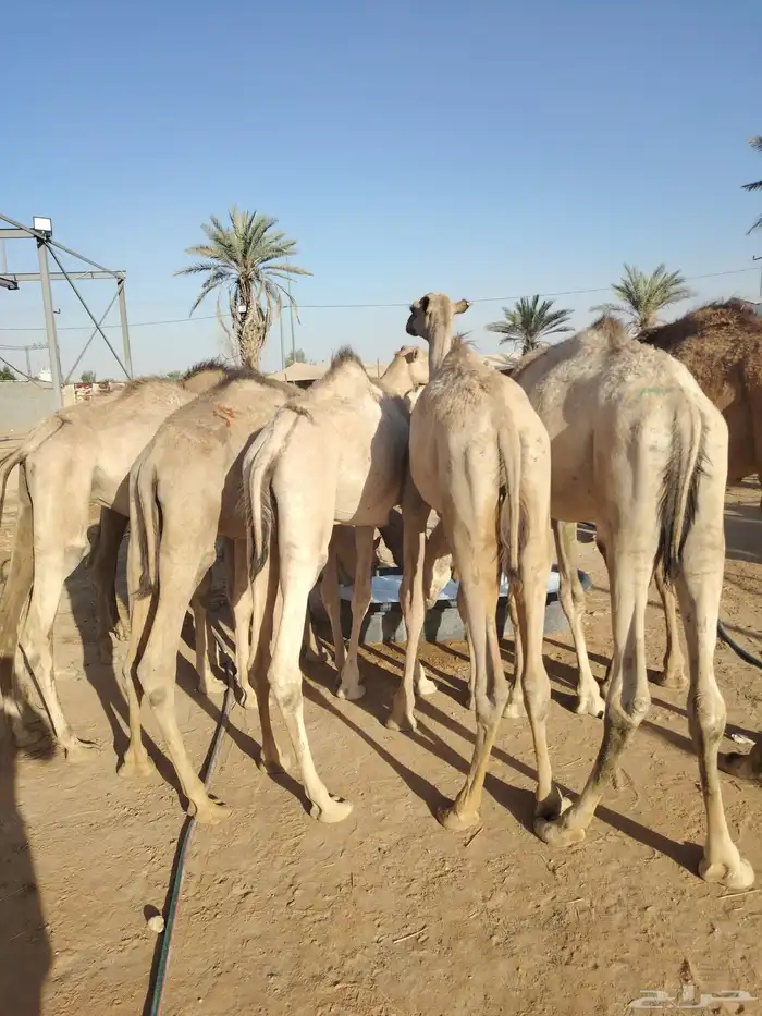 قعدان صومالية مفاريد بأسعار ممتازة 2